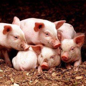 高密生猪价格爆涨为什么养殖户压力反而增大